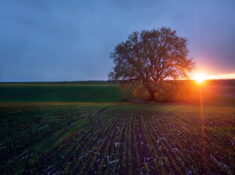 #ProOldOak фото превью