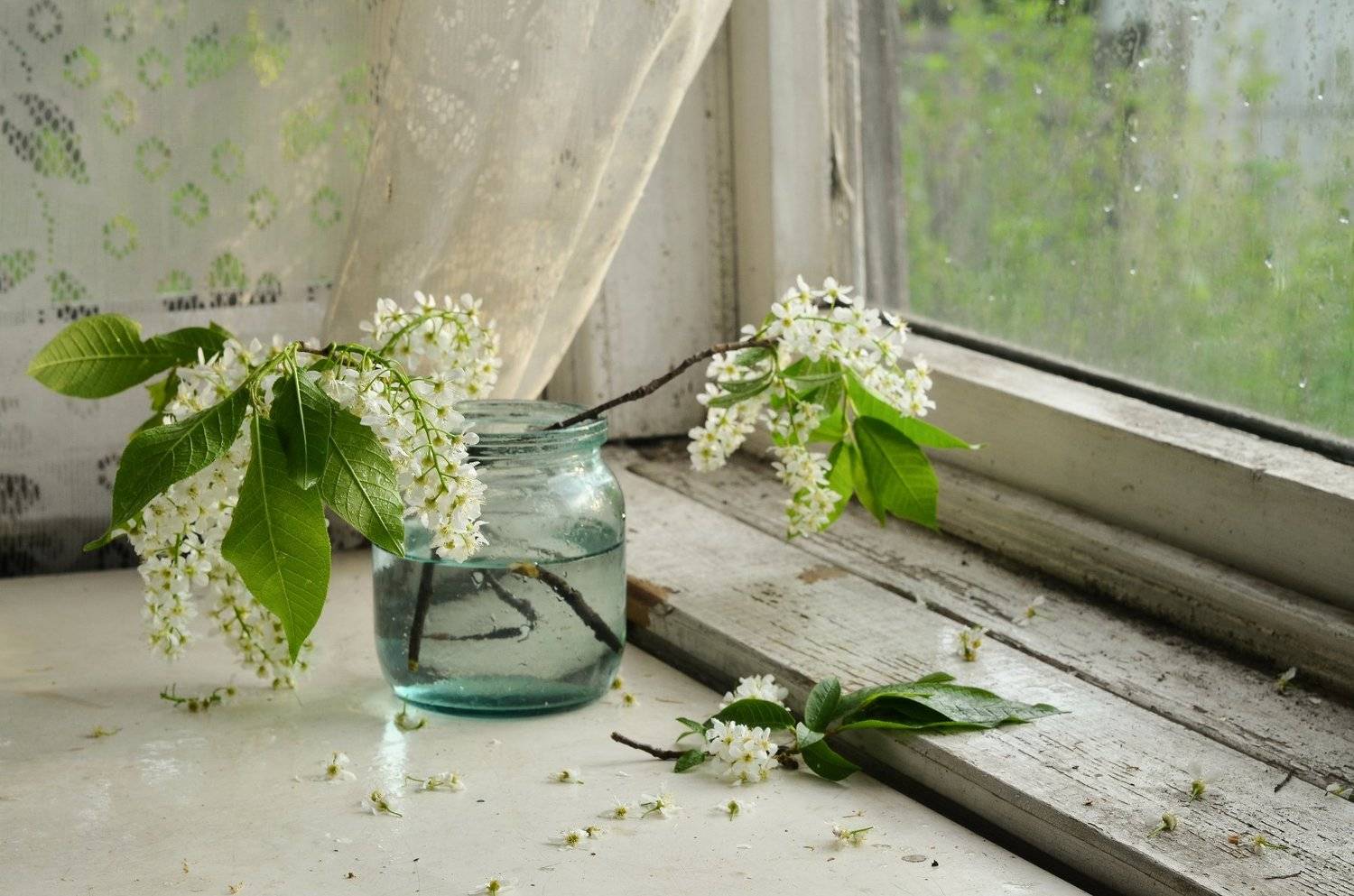 натюрморт, черемуха, весна, bird cherry, Мария Захарова