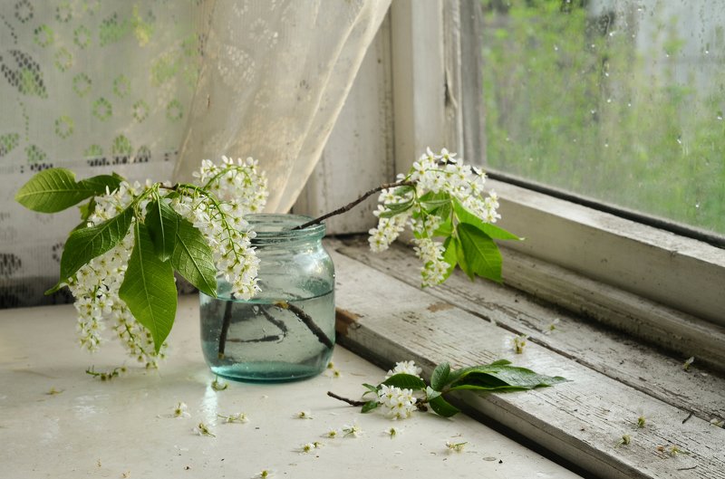 натюрморт, черемуха, весна, bird cherry Черемуха фото превью