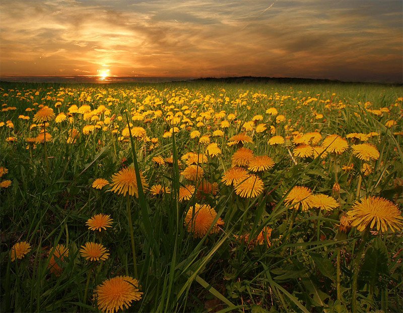 одуванчики фото превью