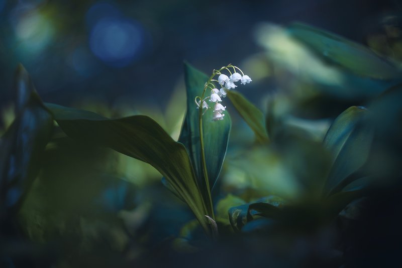 helios-44m, manual lens, мануальная оптика, beautiful, красивый, moment, момент, nature, природа, spring, весна, весенний, lily of the valley, ландыш, Дремлет сад, и в полудреме видит сны... фото превью