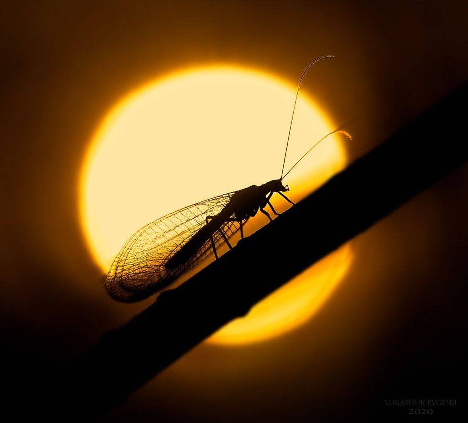 , Евгений Лукашук