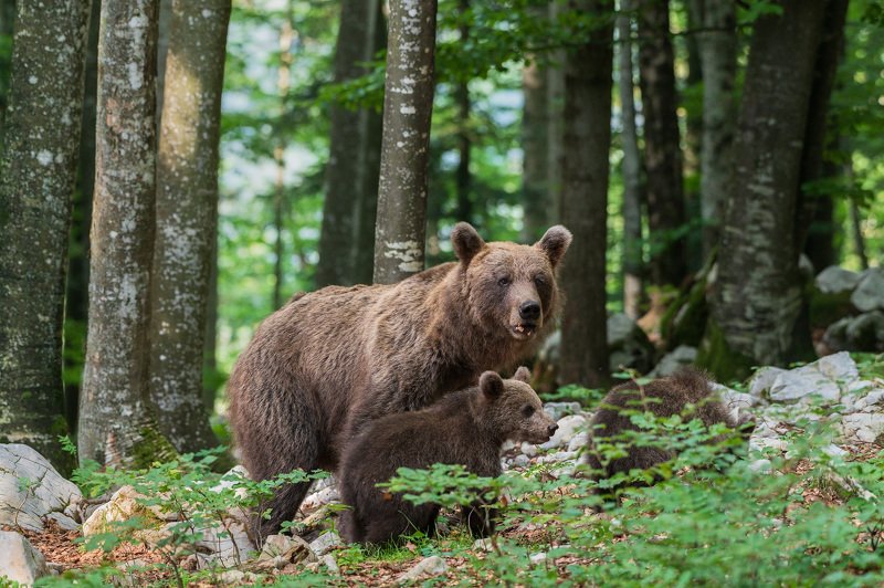 Slovenian brown bear фото превью