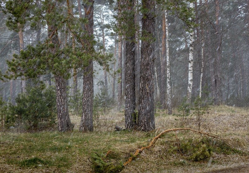 снегопад лес ветер Лесной этюд фото превью