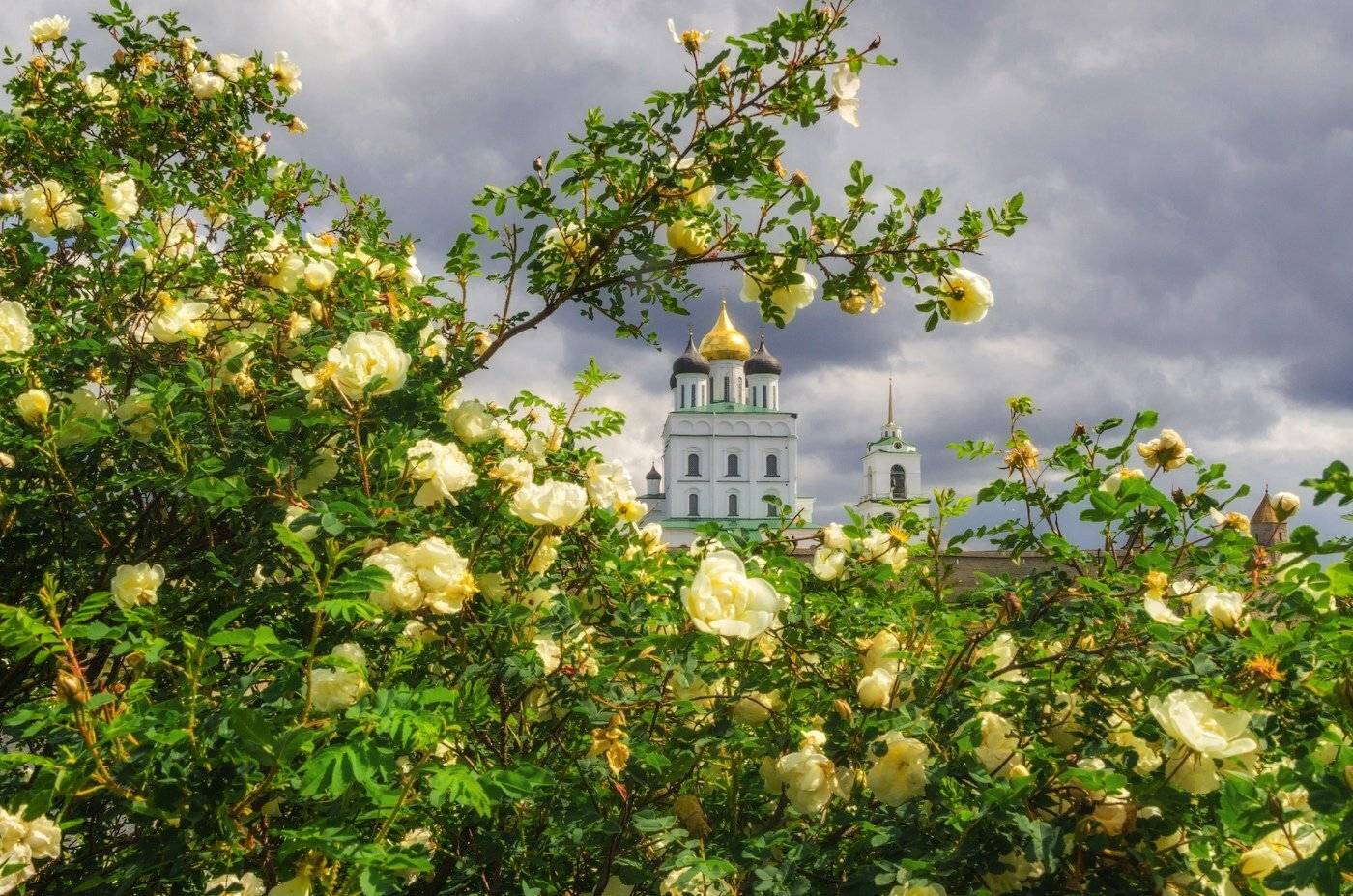 псков, весна, Майя Афзаал