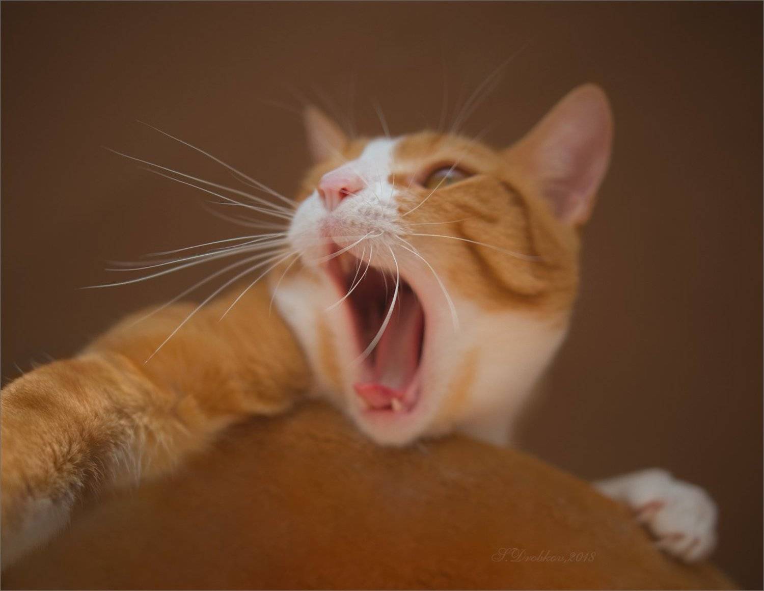 кошки, животные, портрет, Sergey Drobkov