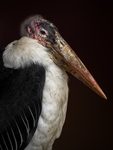 Leptoptilos crumeniferus