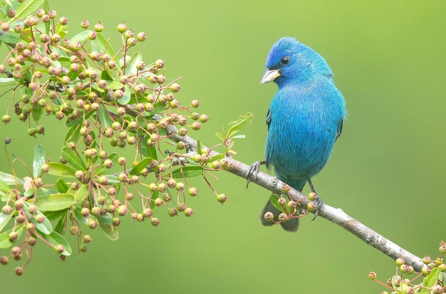 индиговый овсянковый кардинал,indigo bunting, кардинал, Elizabeth Etkind