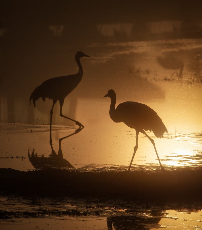 Silhouettes of Cranes фото превью