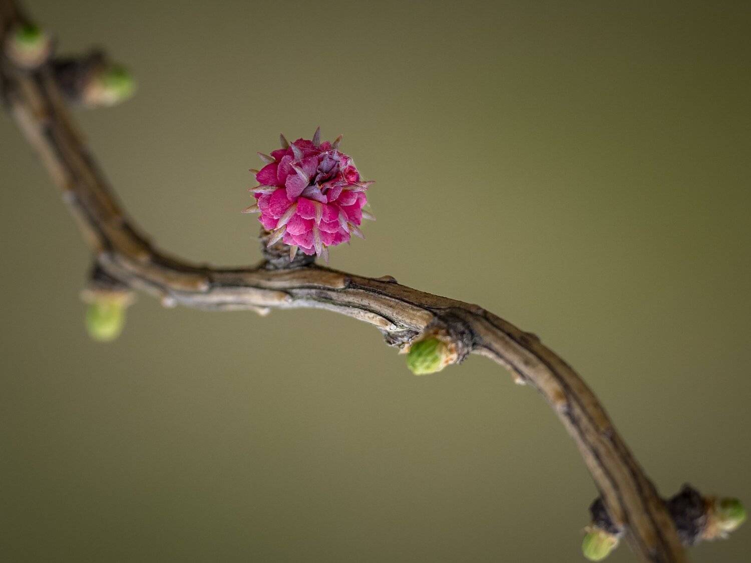 , Курлянцев Алексей