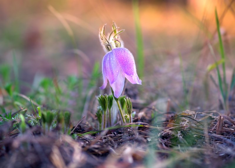 На рассвете фото превью