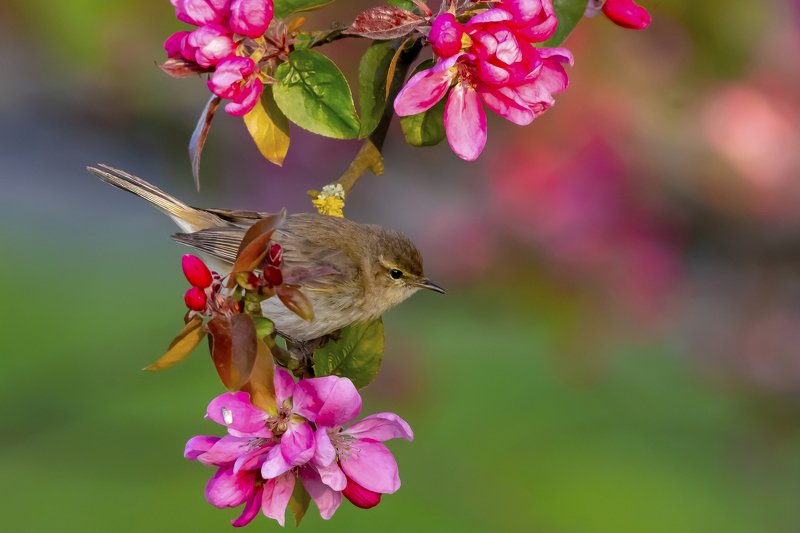 Chiffchaff фото превью