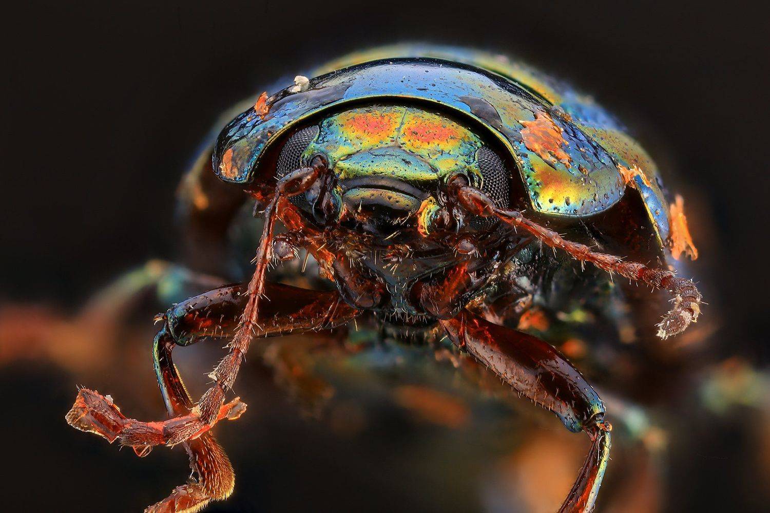 супермакро макро жук, Борис Фотомания