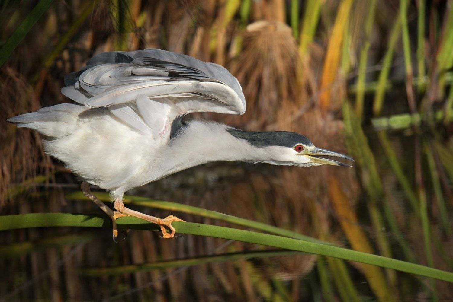 , Людмила Бекман