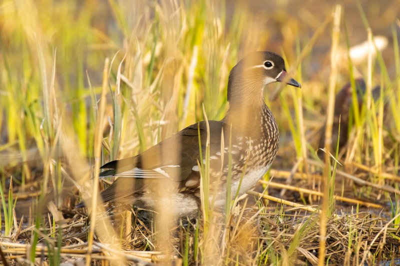 mandarinduck, duck, wildlife, lake, bird, colors Mandarin Duck фото превью