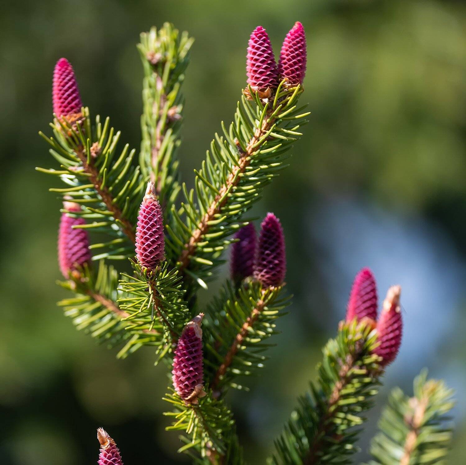 , Александр Земляной