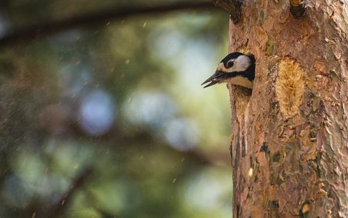 Весенние заботы.. подготовка дупла.