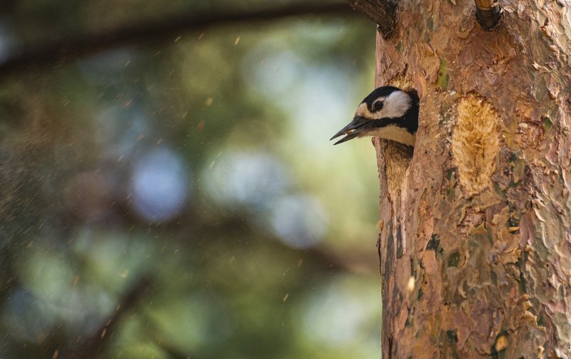 птица, большой пёстрый дятел, дупло, заботы, весна, Весенние заботы.. подготовка дупла. фото превью
