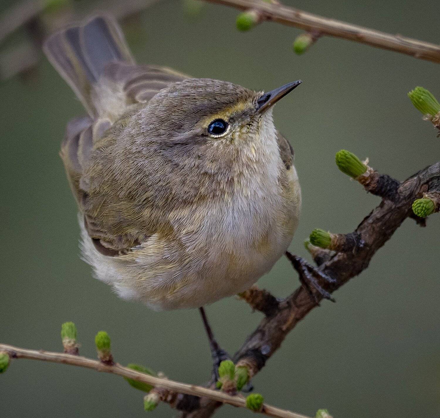 , Курлянцев Алексей