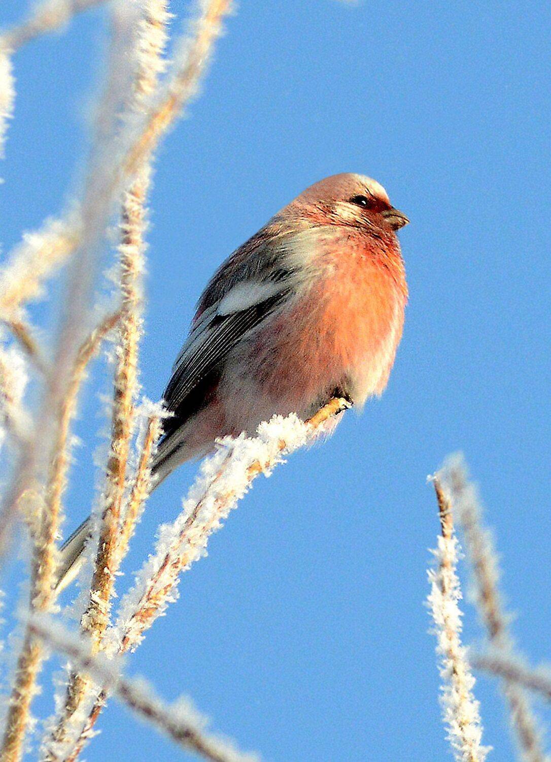 урагус., Михаил Белоусов