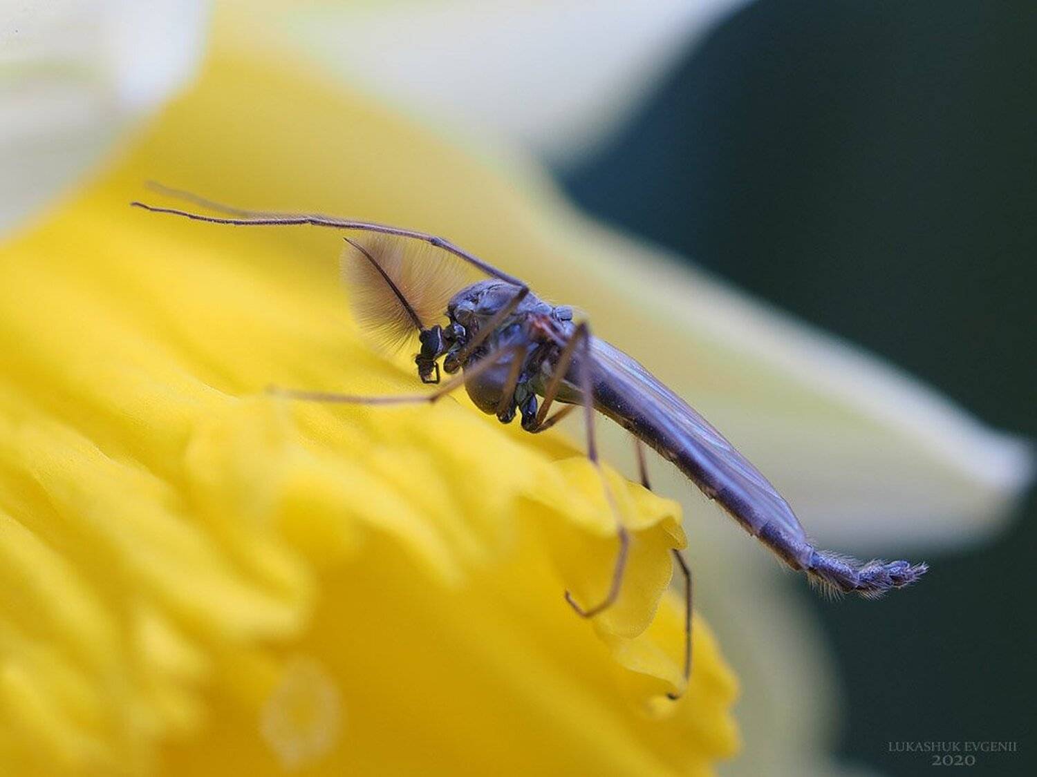 , Евгений Лукашук