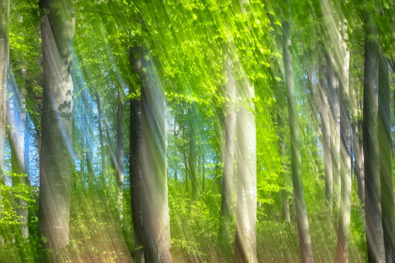 #nature #abstract #icem #forest #freshgreen #panning #silhouette  Springtime dream фото превью