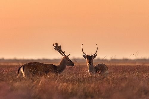 Благородные олени