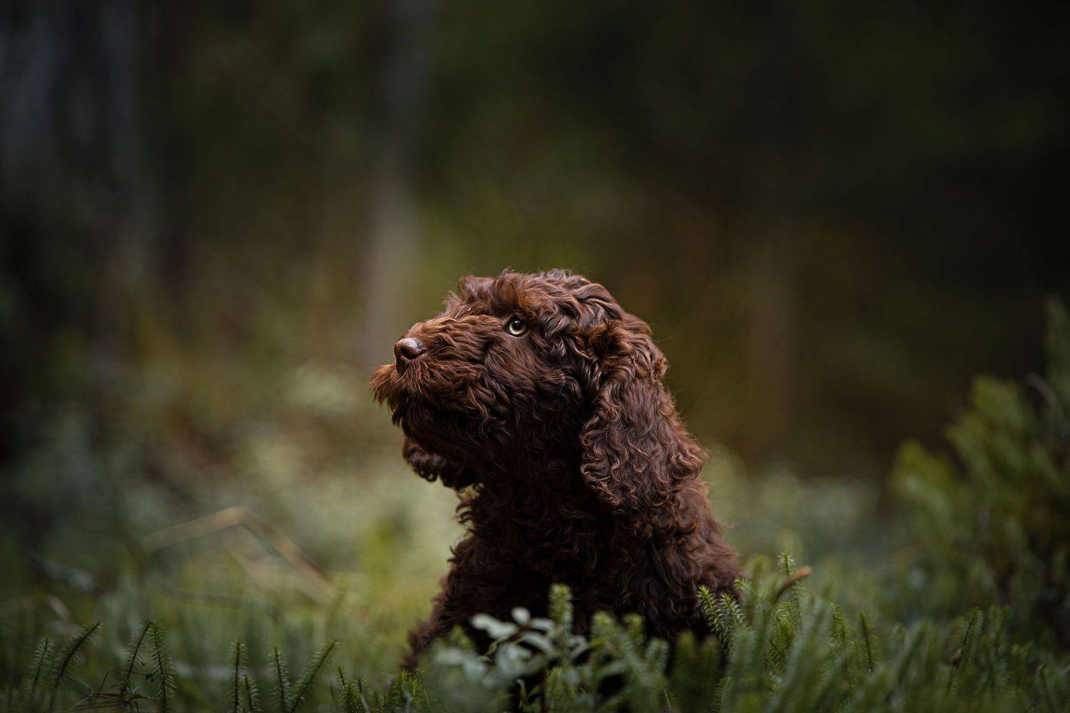 , Наталия Поникарова