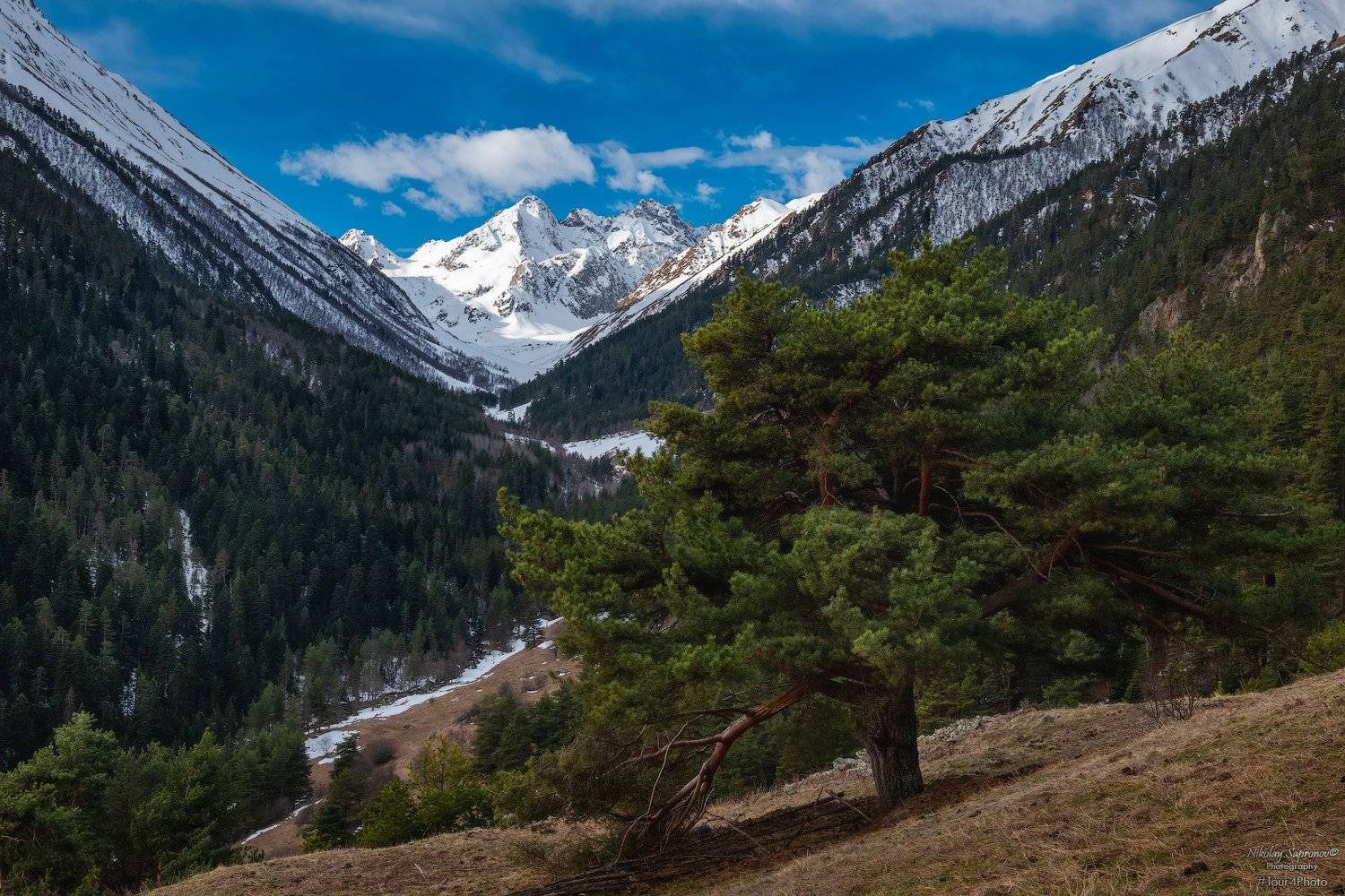 теберда, тебердинский заповедник, домбай, мухинское ущелье, азгек, азгекское ущелье, сосны, сосны, горы, кавказ. северный кавказ, карачаево-черкессия, северный кавказ, Николай Сапронов