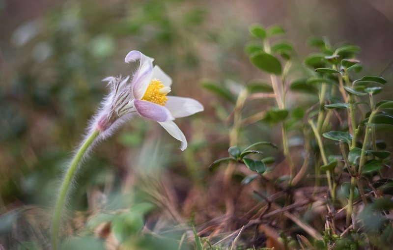 весна, сон-трава, цветы, первоцветы, лес Сон-трава. фото превью