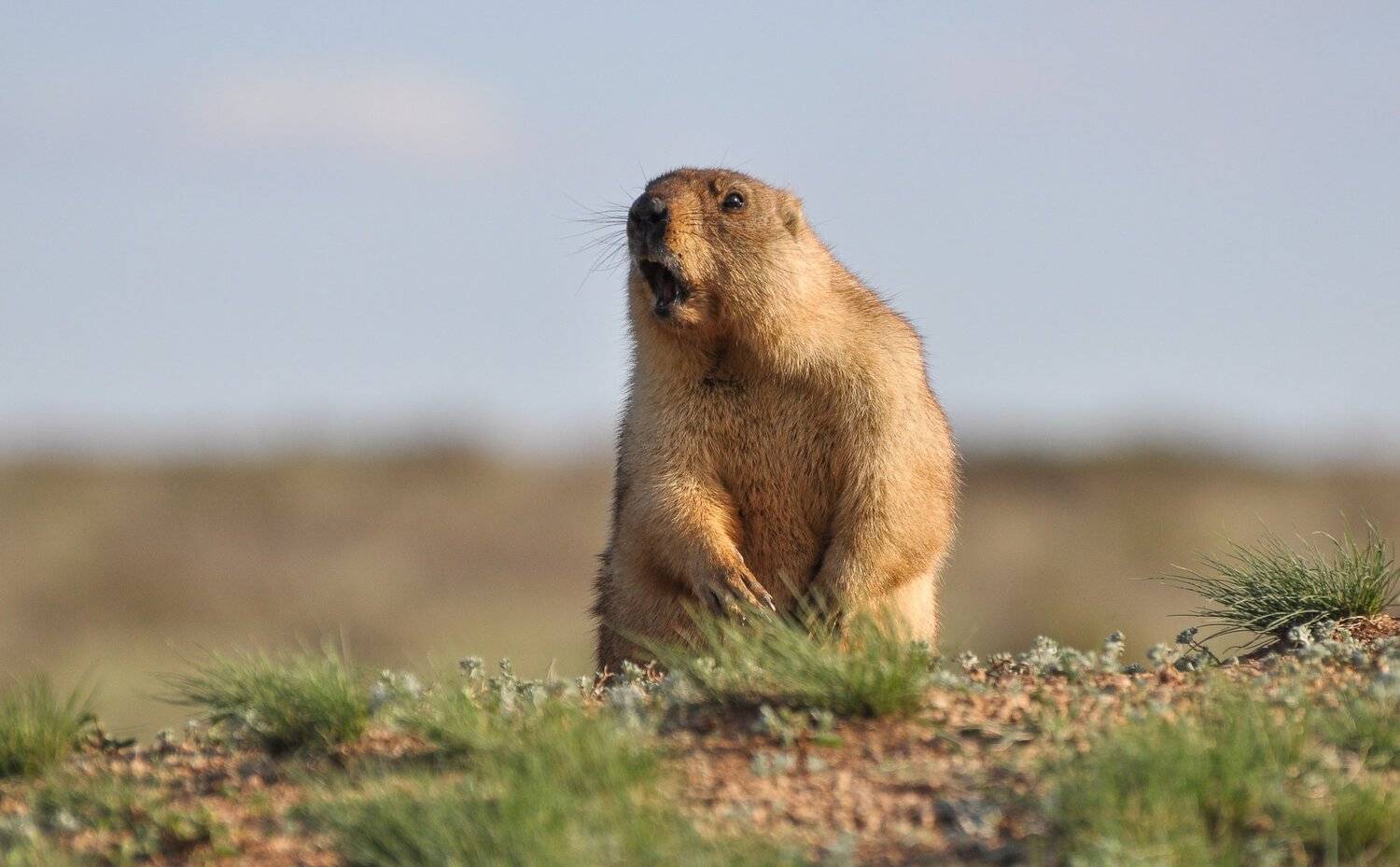 сурок, Евгений Дроботенко
