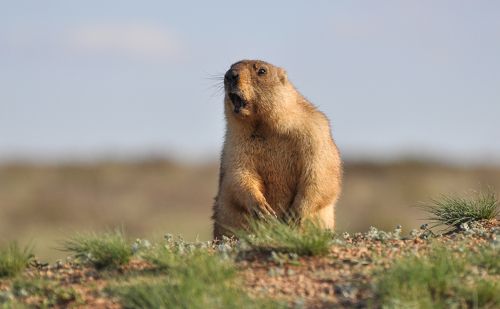 Степной житель