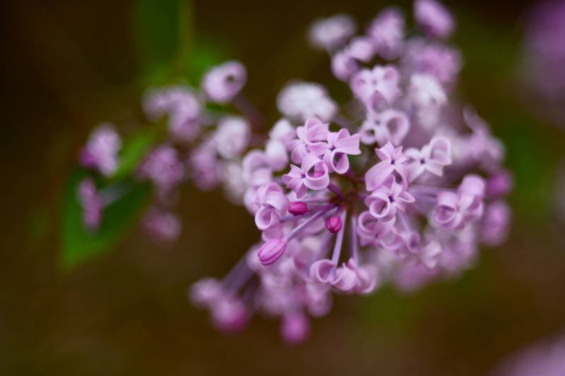 south korea, seoul, spring, lilac, bokeh, backlight, macro, violet, beautiful, close-up, flower, fantastic Lilac фото превью