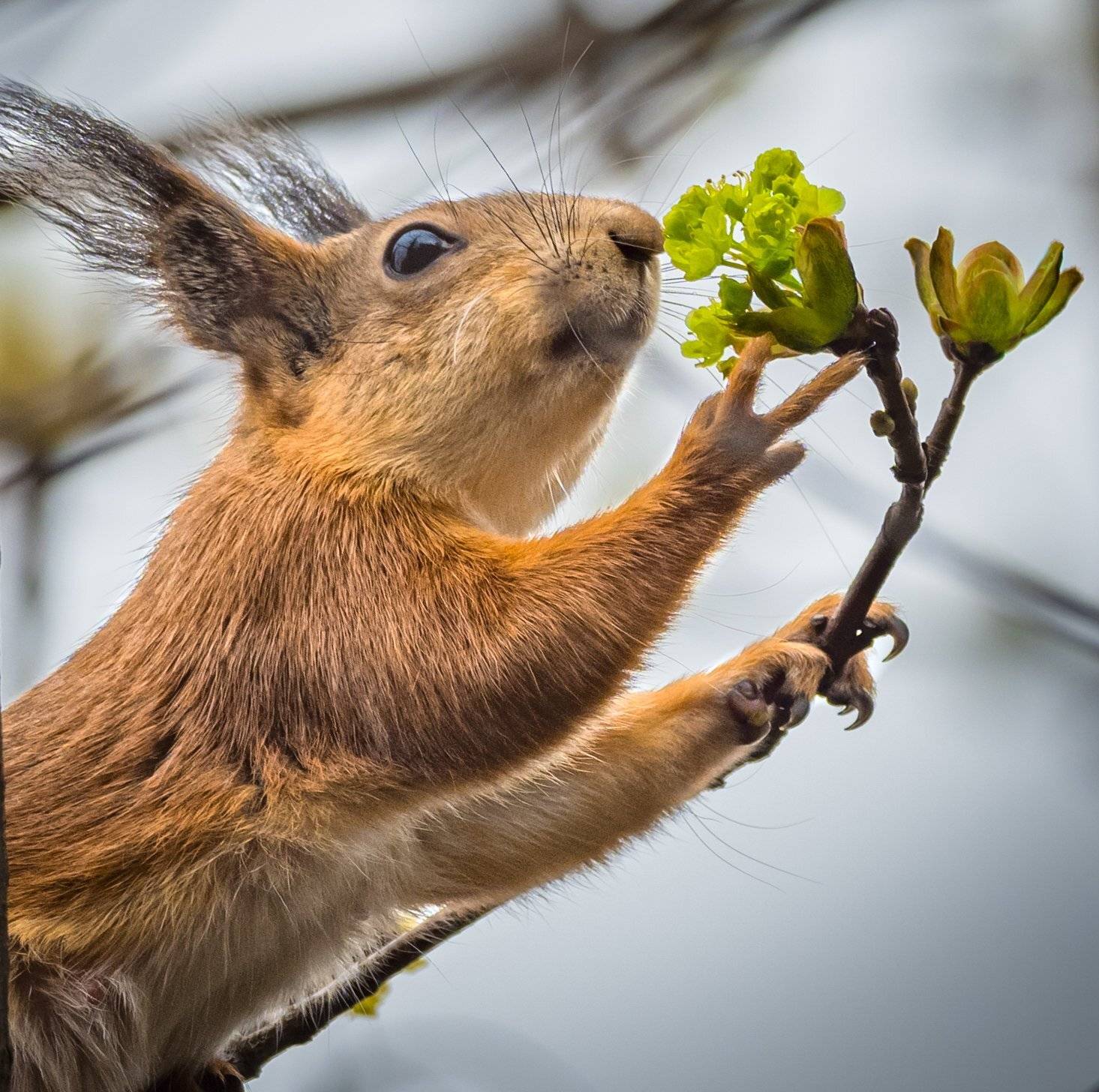 , Курлянцев Алексей