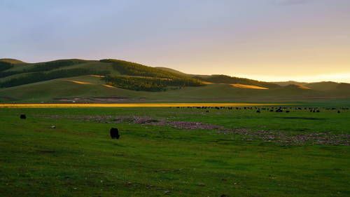 Meadow evening light