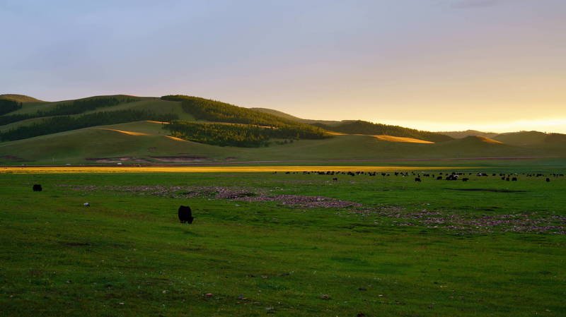 mongolia, grassland, meadow, evening, sky, colors, mountain, cloud, travel, beautiful, atmosphere, sunset, yak, animal Meadow evening light фото превью