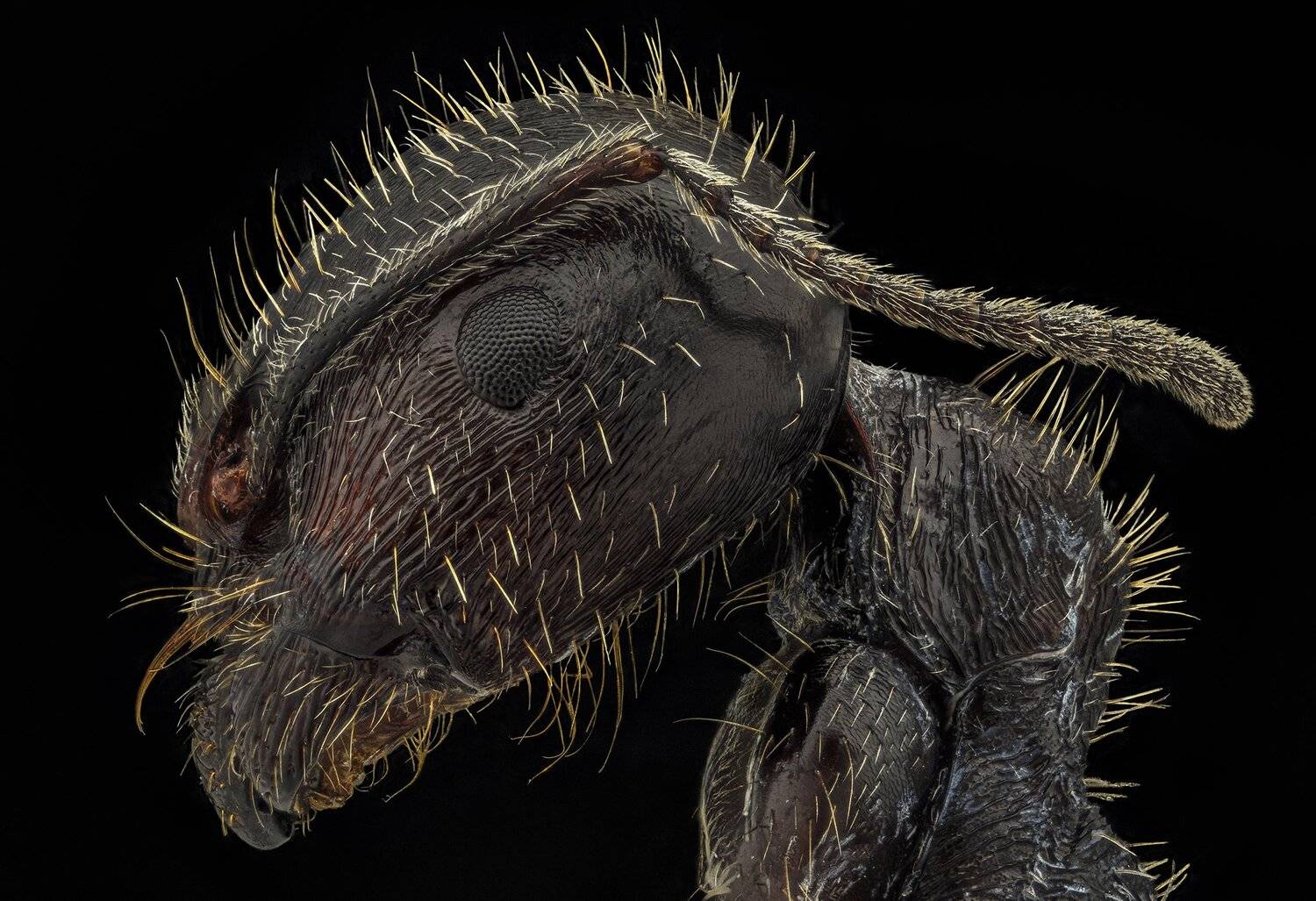 ceclii, macro, nikon d3400, semiplan, Tsvetan Ganev