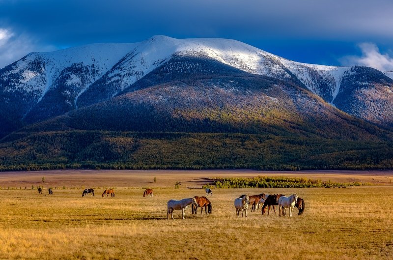 Чуйская степь. фото превью