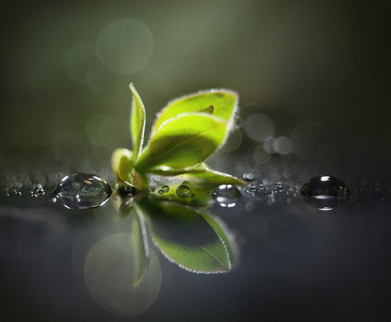 макро, весна, жизнь, вода, чудо этот мир фото превью