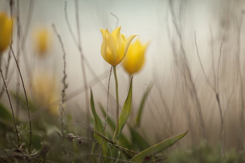 макро, весна, жизнь, вода, чудо, цветы этот мир фото превью