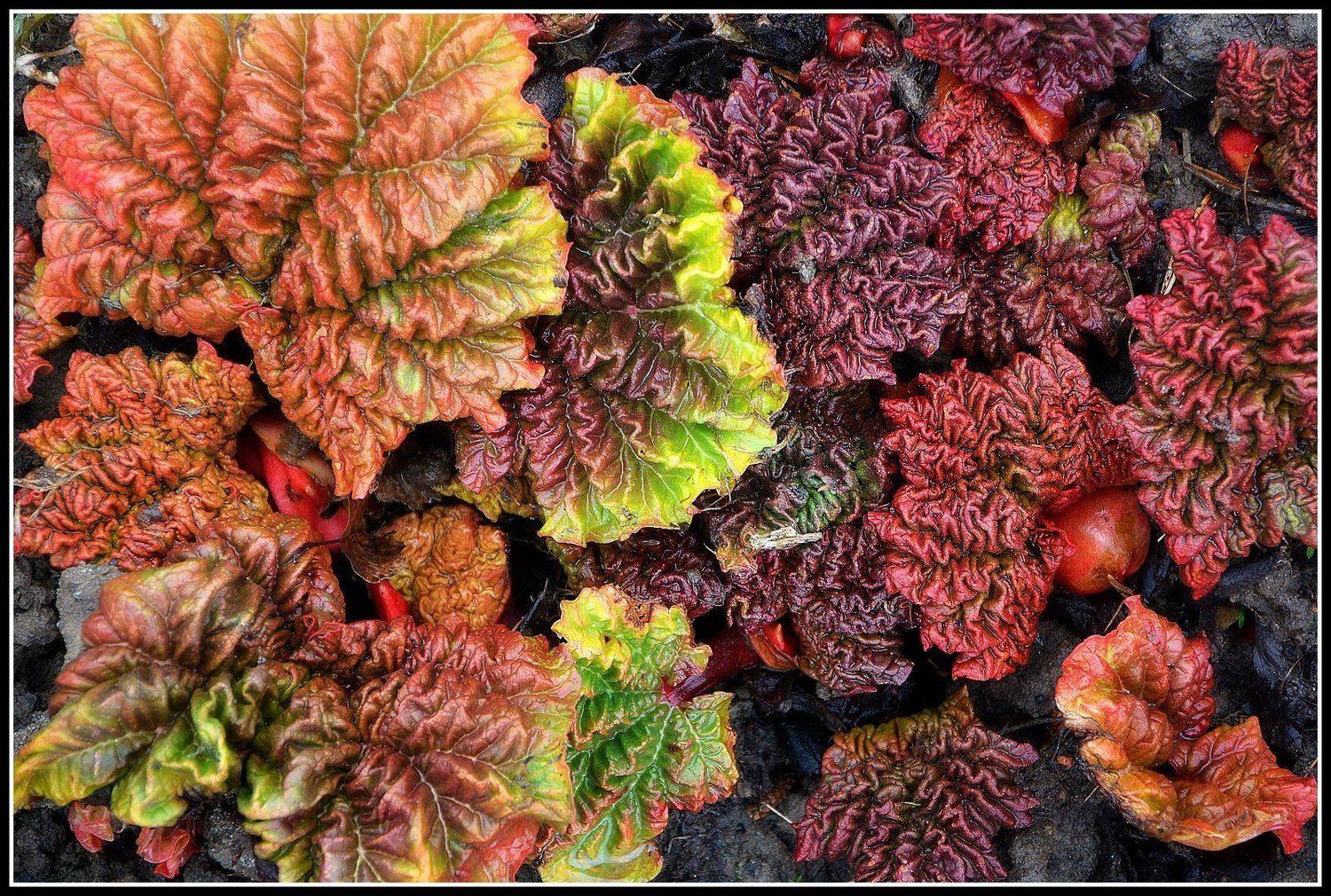 сергей алексеев, Сергей Алексеев