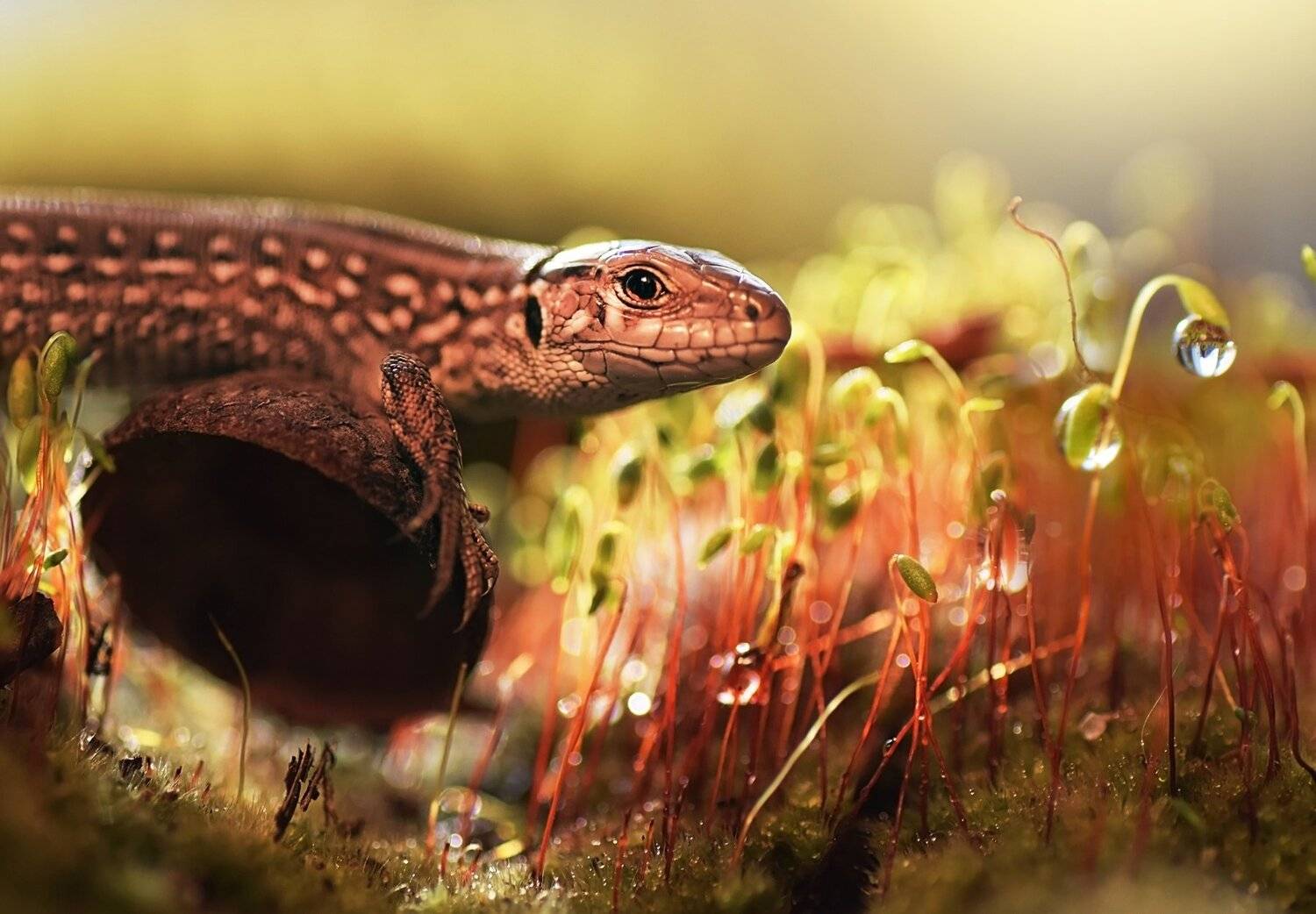 , Лапшина Владлена