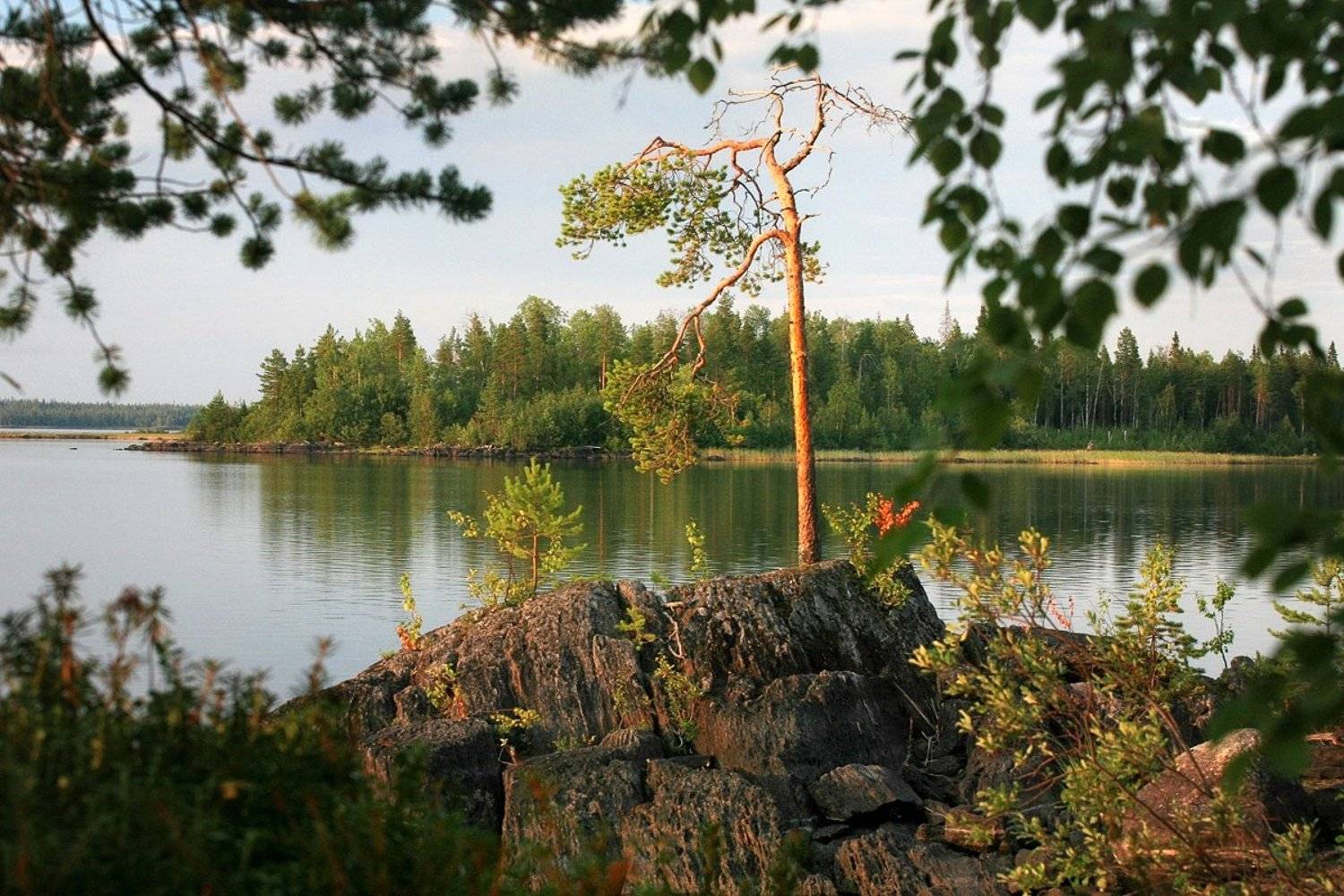 карелия, река, камни, озеро, сосна, Лопухов Сергей