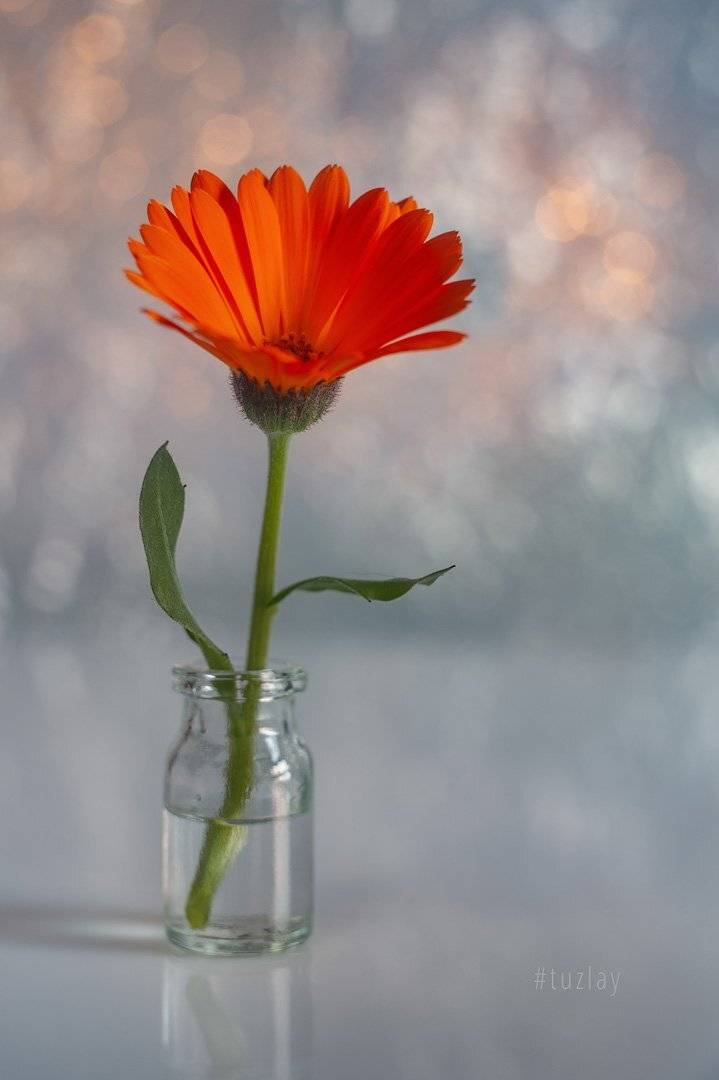 цветок календулы, календула, гелиос, боке, Владимир Тузлай