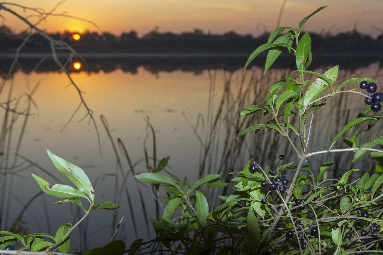 , Алексей Рыльский