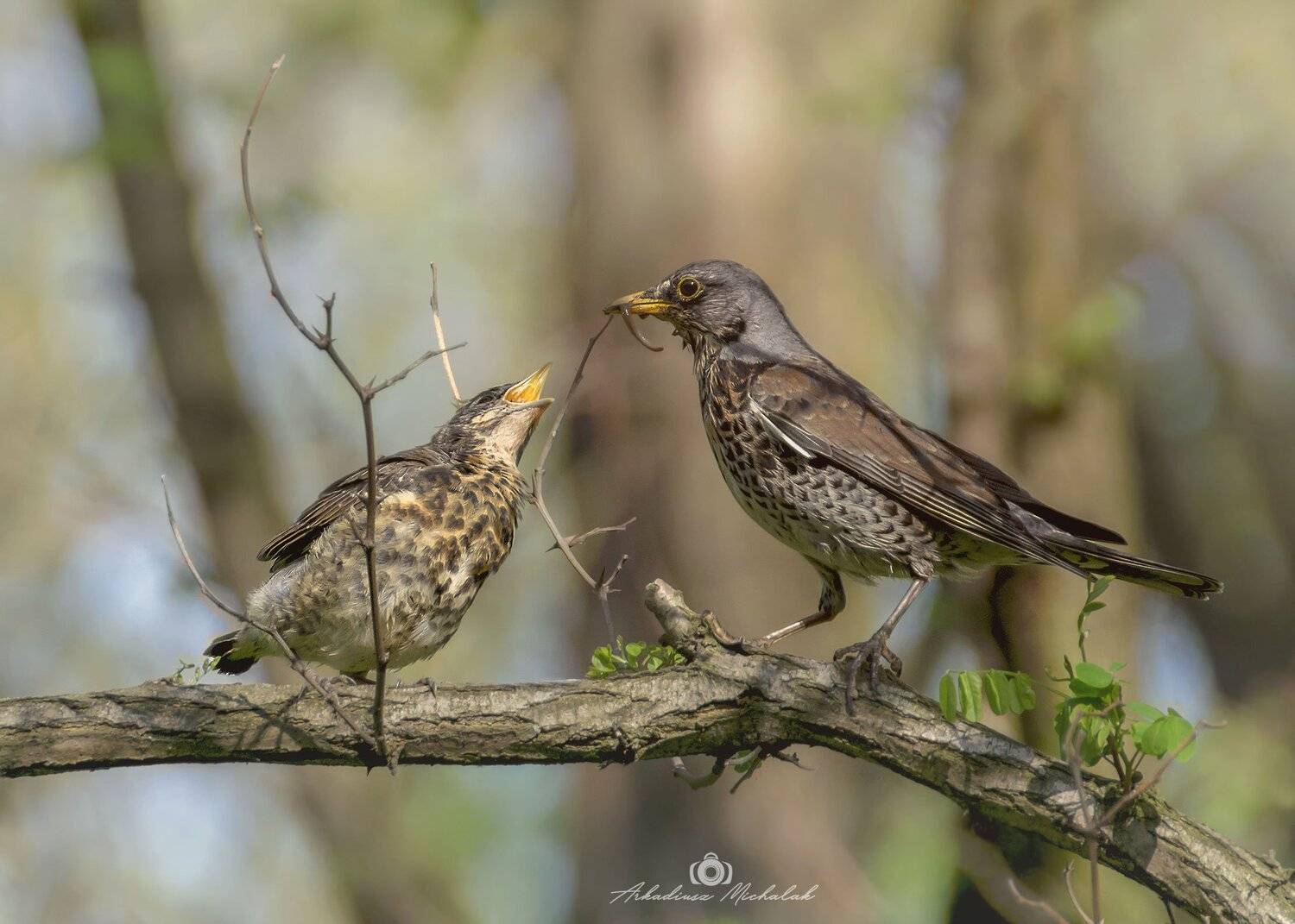 , Arkadiusz Michalak