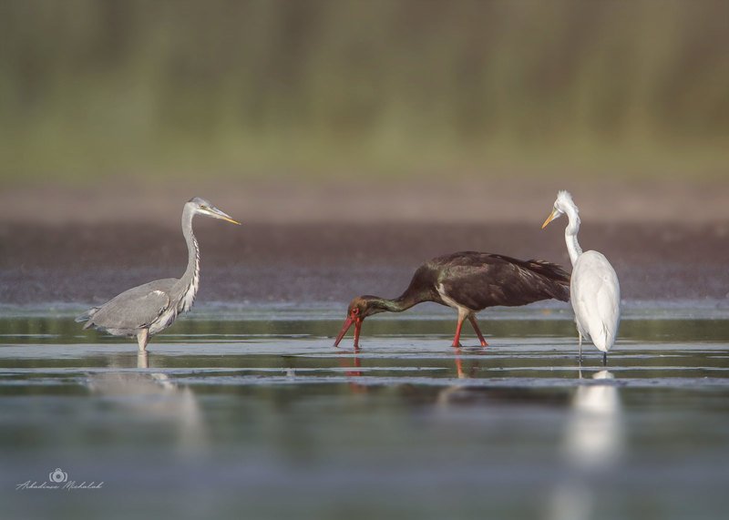 Czapla siwa, bocian czarny, czapla biała - Fishing фото превью