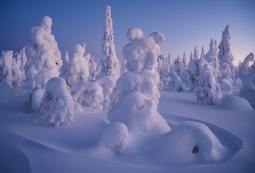 Мишка на Севере