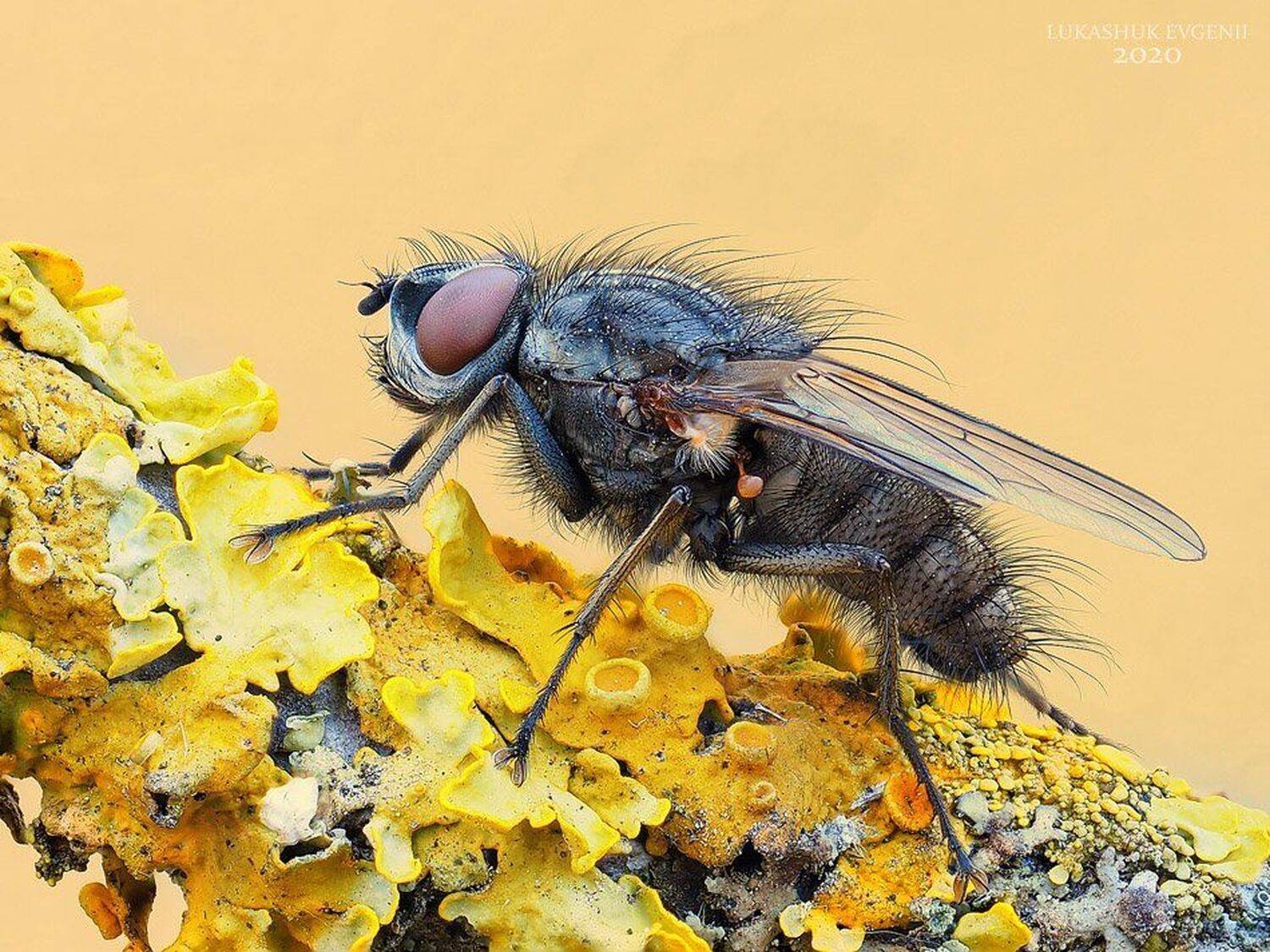 , Евгений Лукашук