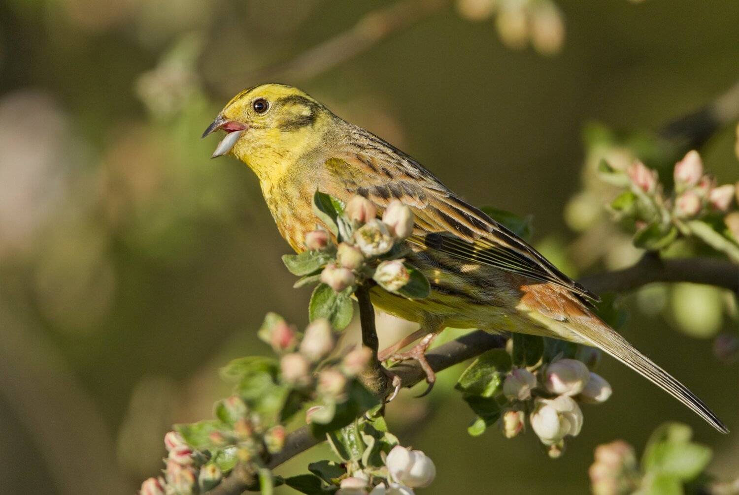 , Александр Гусар
